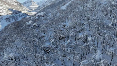 Şırnak'ta Ormanlık Alan Karla Kaplandı