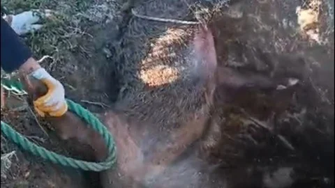 İzmir'de Yaban Domuzu Kurtarıldı