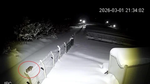 Ordu'da Vaşak Görüntülendi