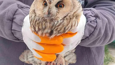 Karapınar’da Yaralı Baykuş Kurtarıldı