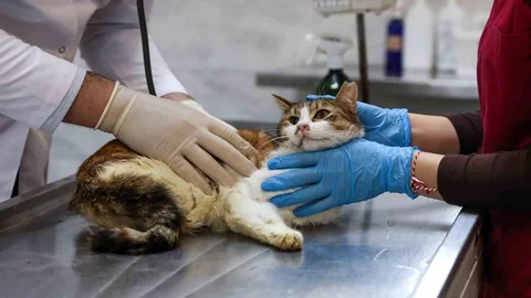 Bursa'da Yaralı Kediye Yardım Eli Uzatıldı