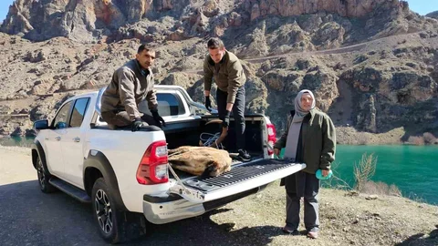 Elazığ'da Yaralı Dağ Keçisi Kurtarıldı