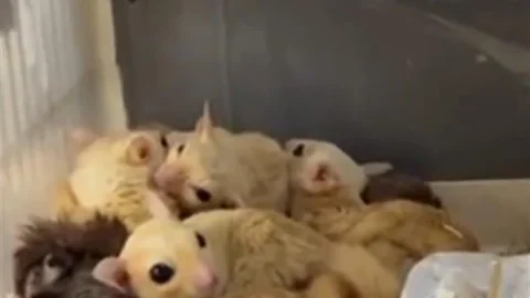 Isparta'da Yaban Hayvanı Ele Geçirildi