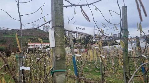 Fındıkta Verim Kaybı Sorunu Giderek Artıyor