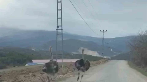 Karabük'te Deve Kuşları Koştu