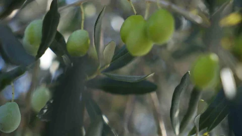 Zeytin Ağaçlarında Halkalı Leke Uyarısı