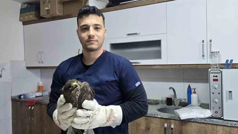 Seydikemer'de Yaralı Şahin Tedavi Ediliyor