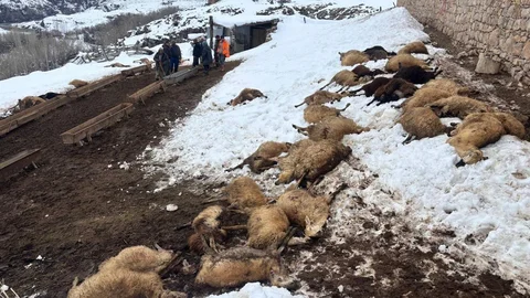 Erzincan'da Koyun Zehirlenmesi Olayı