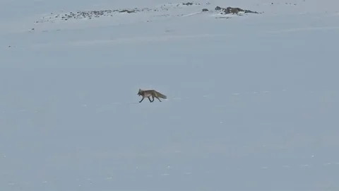 Bitlis'te Tilkilerin Yiyecek Arayışı