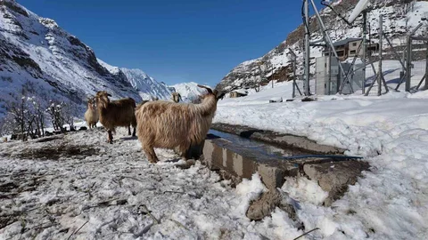 Şırnak'ta Keçi Besiciliği Azalıyor