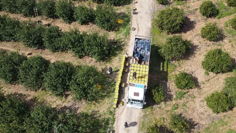 Adana'da Dikenli Limon Hasadı