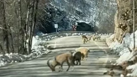 Ovacık Yolunda Dağ Keçisi Sürüsüyle Karşılaşıldı