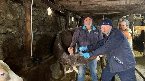Tokat'ta Şap Hastalığına Aşılama Çalışmaları