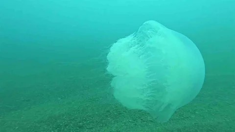 Antalya Körfezi'nde Denizanası Geçişi