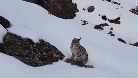 Erzincan'da Vaşak Görüntülendi