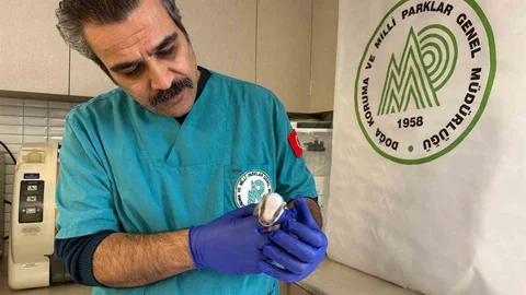 Balıkesir'de Yavru Porsuk Koruma Altında