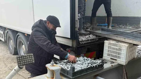 Balıkçı Ramazan'dan Ücretsiz Hamsi İkramı