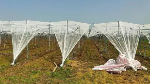 Dolu Riski İçin Fileli Önlem Alındı