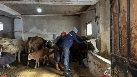 Aydıntepe'de Şap Aşılama Kampanyası Tamamlandı