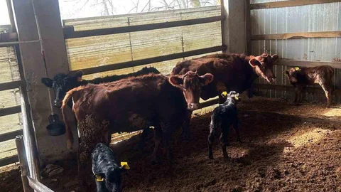 Çaycuma’da Buzağılar Kayıt Altına Alındı
