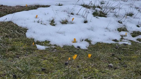 Kütahya'da Kar ve Çiğdemler Bir Arada