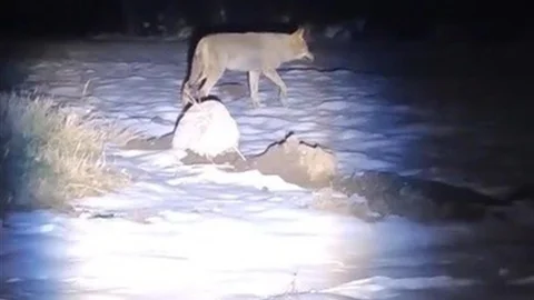 Erzincan'da Kurtlar Yiyecek Aradı