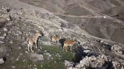 Elazığ'da Dağ Keçileri Dron ile Görüntülendi