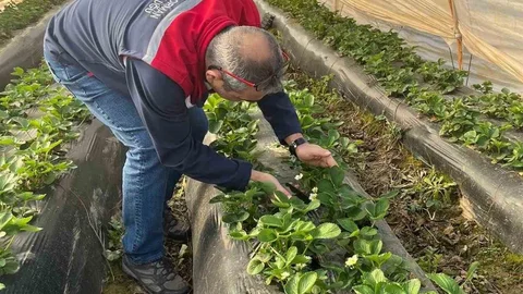 Aydın'da Çilek Bahçeleri Kontrolü
