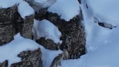 Şırnak’ta Tilkilerin Kış Mücadelesi
