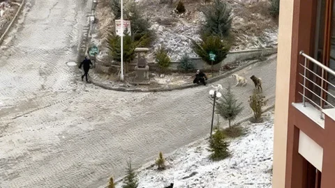 Kastamonu'da Sokak Köpekleri Kadına Saldırdı