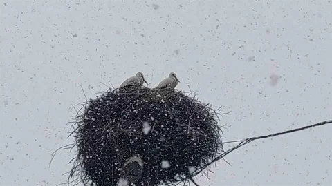 Bingöl’de Leylekler Karla Karşılaştı