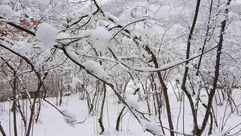 Fındıkta Don Riski Yok, Uzmanlar Açıklıyor