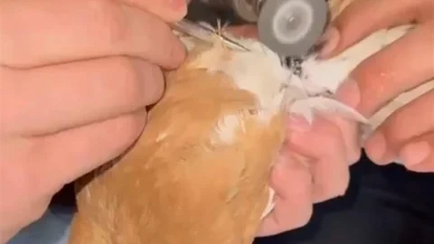 Güvercin İtfaiye Ekipleri Tarafından Kurtarıldı