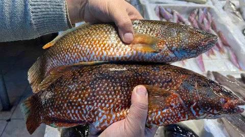 Mersin'de Tropikal Balık Görüldü