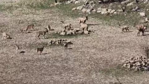Diyarbakır'da Dağ Keçisi Sürüleri Görüntülendi