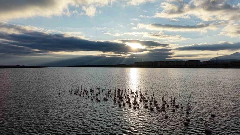 Niğde Akkaya Barajı'nda Flamingo Şöleni