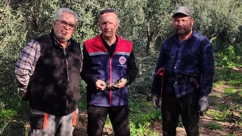 Aydın'da Zeytin Bahçeleri Denetlendi