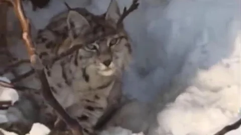 Yüksekova'da Vaşak Görüntülendi