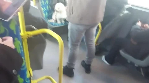 İstanbul'da Metrobüste Köpek Tartışması