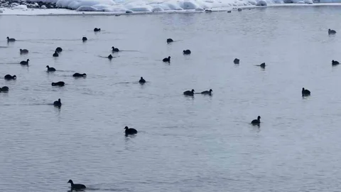 Van'da Kaz Gölü Kuşların Uğrak Yeri