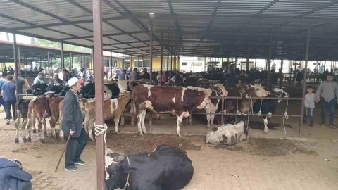 Aydın’da Hayvan Pazarlarında Yeni Düzenleme