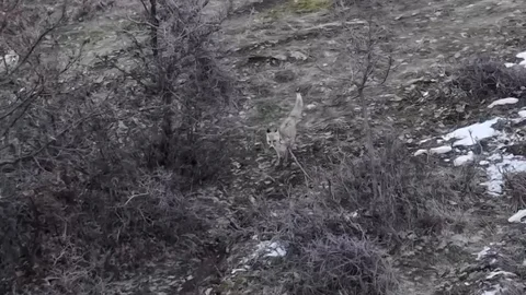 Hasköy'de Dronla Tilki Görüntüleme