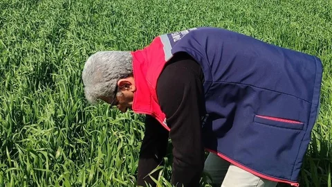 Didim'de Hububat Arazileri Sağlıklı Çıktı