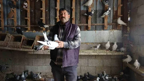 Hatay’da Güvercin Tutkusu 45 Yıldır Devam Ediyor