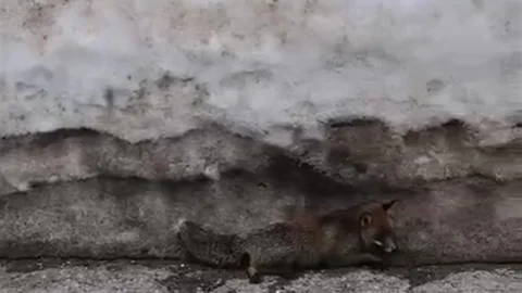 Uludağ'da Yaralı Tilkiye Çarpan Sürücü Kaçtı