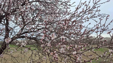 Yalancı Bahar Eskişehir'de Ağaçları Çiçek Açtırdı