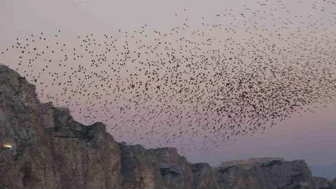 Van'da Sığırcık Kuşları Gösterisi
