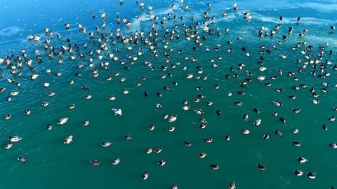 Nazik Gölü’nde Ördekler Görsel Şölen Sunuyor