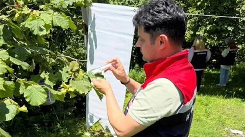 Çarşamba Ovası'nda Kokarca Mücadelesi Devam Ediyor