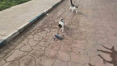 Kediler Dronu Merakla İzledi